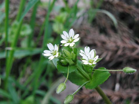 在来種と帰化種ー３ ミドリハコベとコハコベ 山野草 植物めぐり