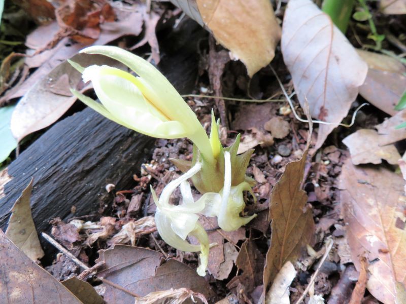 ミョウガの花 ヤブツバキの実 山野草 植物めぐり