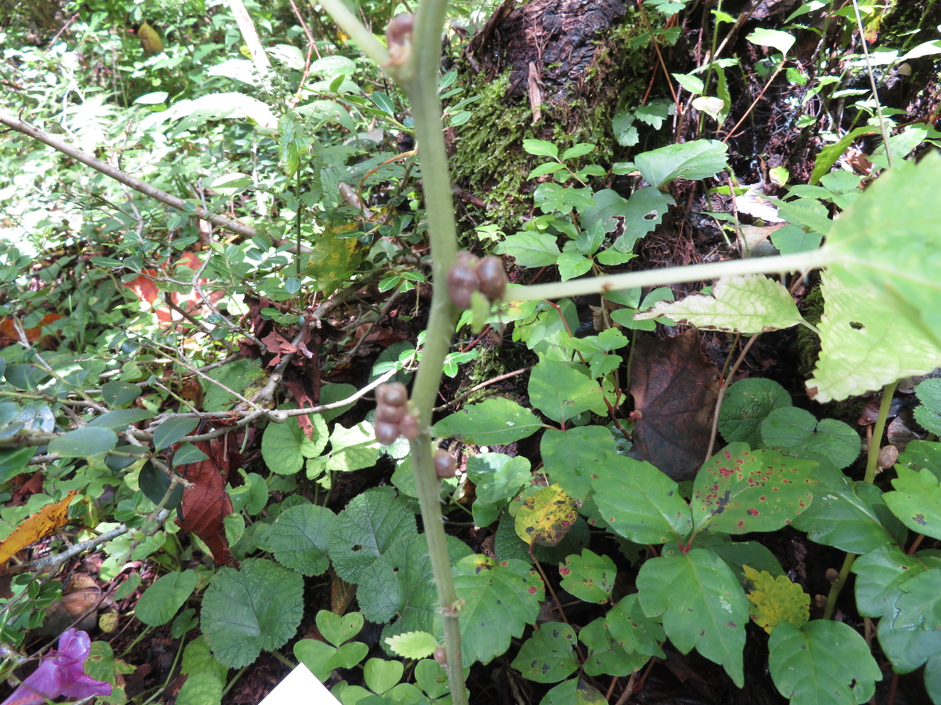 ミヤマイラクサ ムカゴイラクサ アオミズ 山野草 植物めぐり