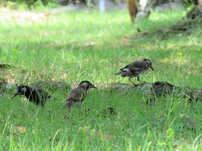 ムクドリ 椋鳥 山野草 植物めぐり