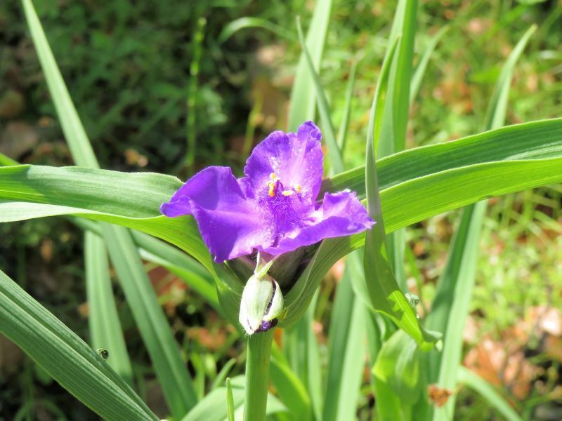 【公式】フジのお歳暮・冬ギフト - WEBカタログ掲載中 紫色の花（ナワシロイチゴ、ムラサキツユクサ、シラン その他