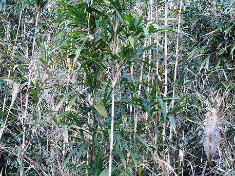 しの たけ 山野草 植物めぐり