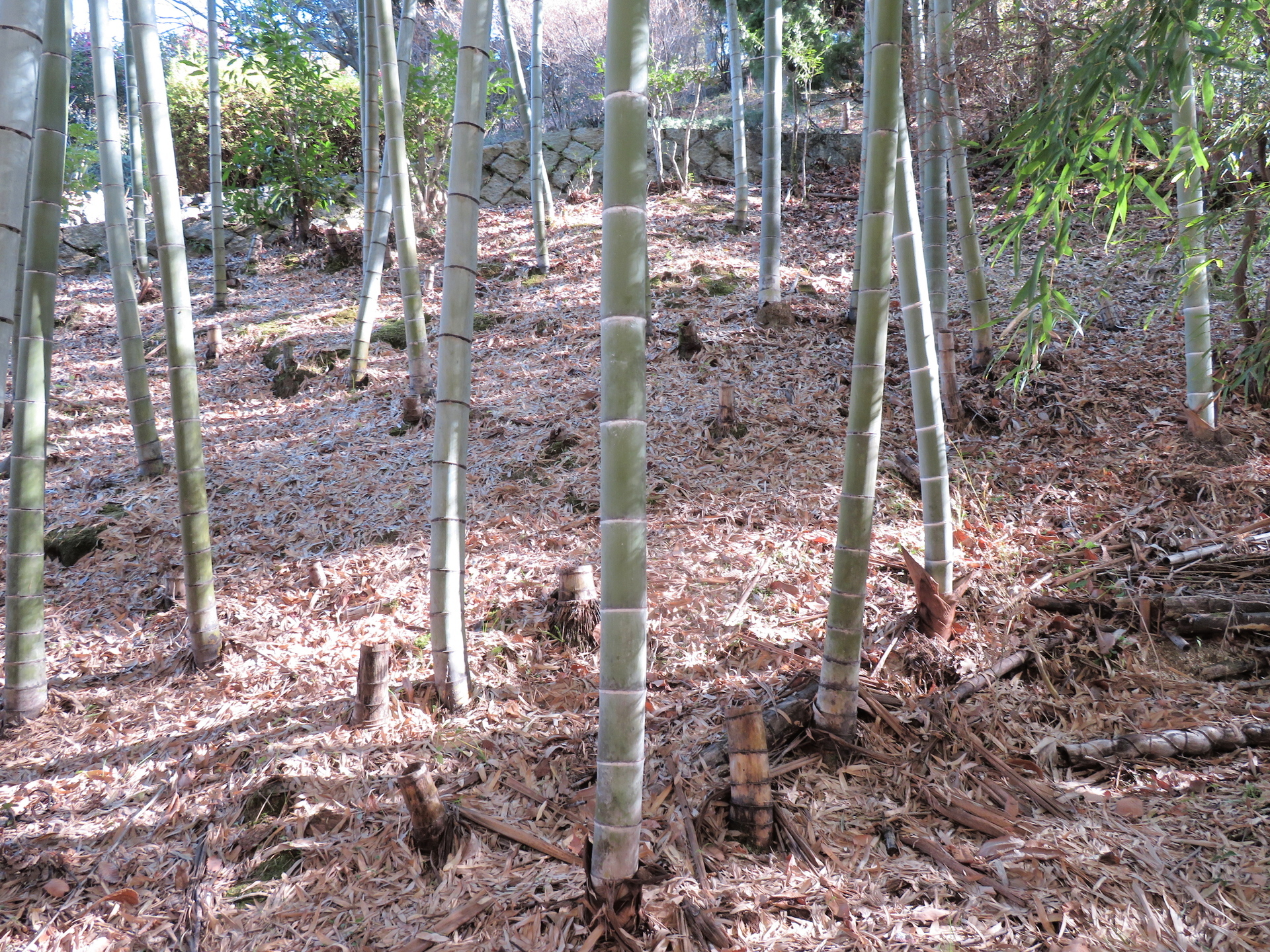 タケ 竹 ササ 笹 バンブーの違い 山野草 植物めぐり