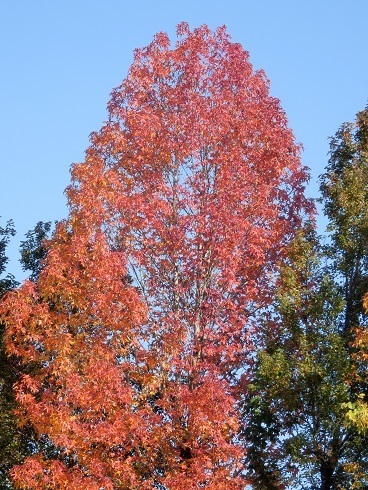 １６紅葉ー街路樹 公園樹 山野草 植物めぐり