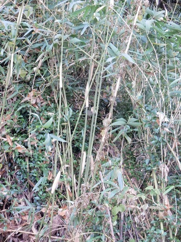 タケ 竹 ササ 笹 バンブーの違い 山野草 植物めぐり