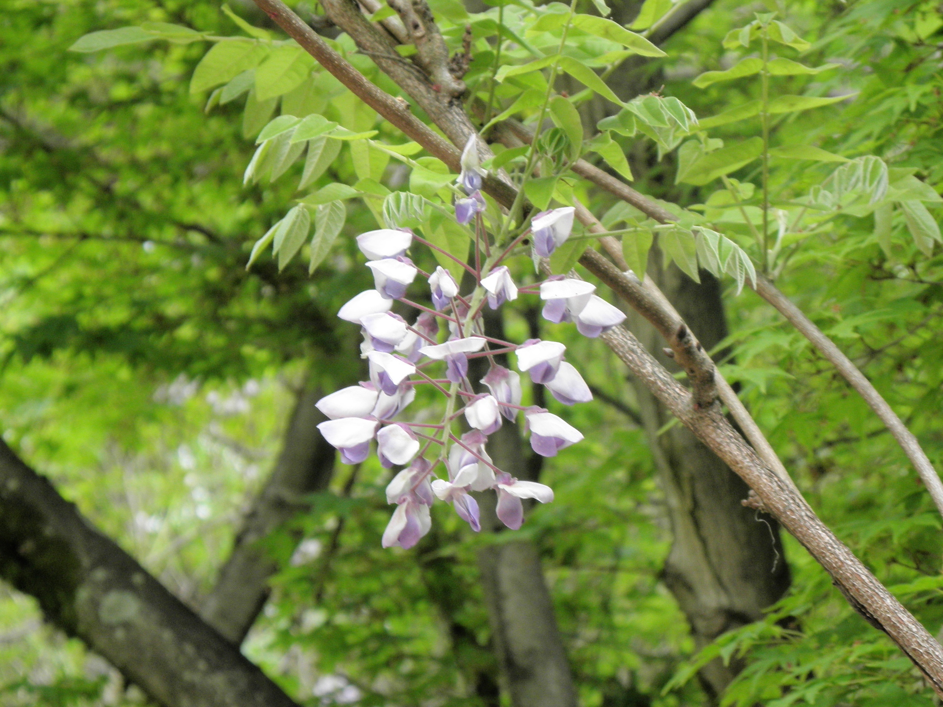 ヤマフジ フジ ヤマガキ ニガイチゴ ミヤマガマズミ トキワサンザシ 山野草 植物めぐり