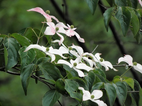 サンシュユ 山茱萸 はヤマボウシの仲間 山野草 植物めぐり