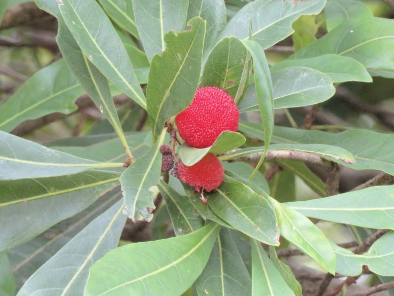 ヤマモモ 山桃 山野草 植物めぐり