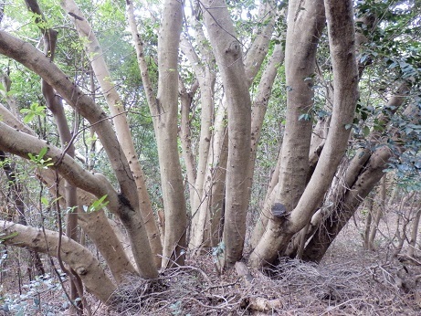 巨樹・古木ーその7（山口県）: 山野草、植物めぐり