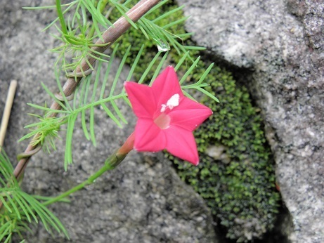 ルコウソウ 縷紅草 とマルバルコウ 丸葉縷紅 山野草 植物めぐり