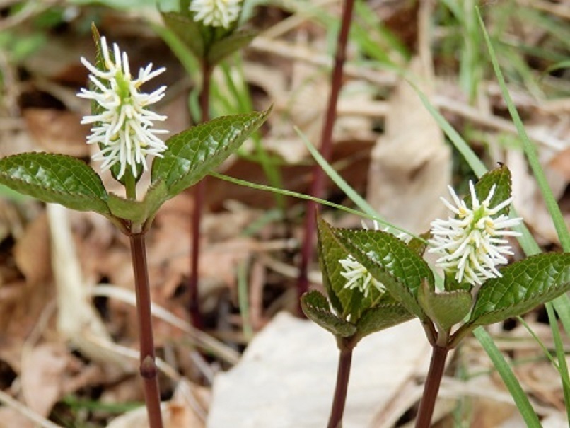 つぎね ヒトリシズカ 一人静 山野草 植物めぐり