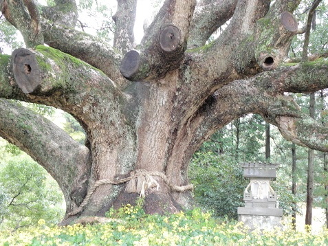 巨樹・古木ーその７（山口県）: 山野草、植物めぐり