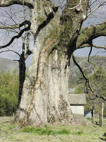 巨樹・古木ーその９（岡山県）: 山野草、植物めぐり