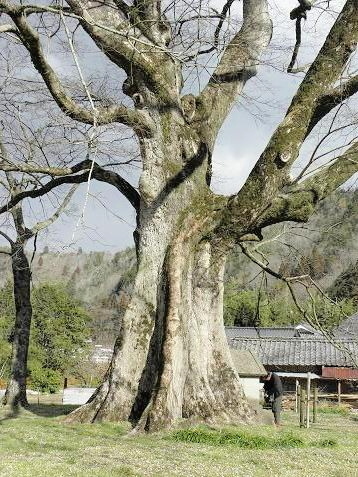 巨樹・古木ーその９（岡山県）: 山野草、植物めぐり