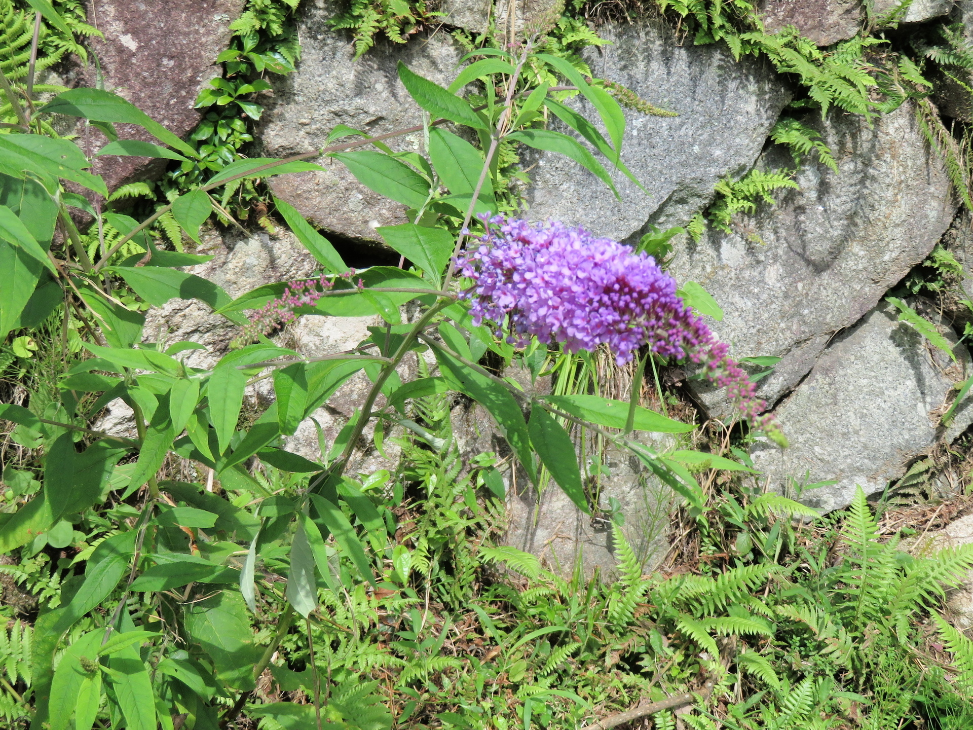 ノシラン フサ フジウツギ 山野草 植物めぐり