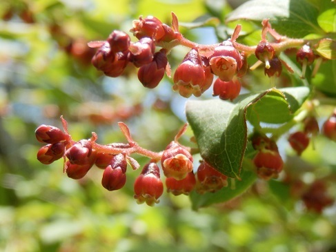 ナツハゼ スノキの花ほか 山野草 植物めぐり